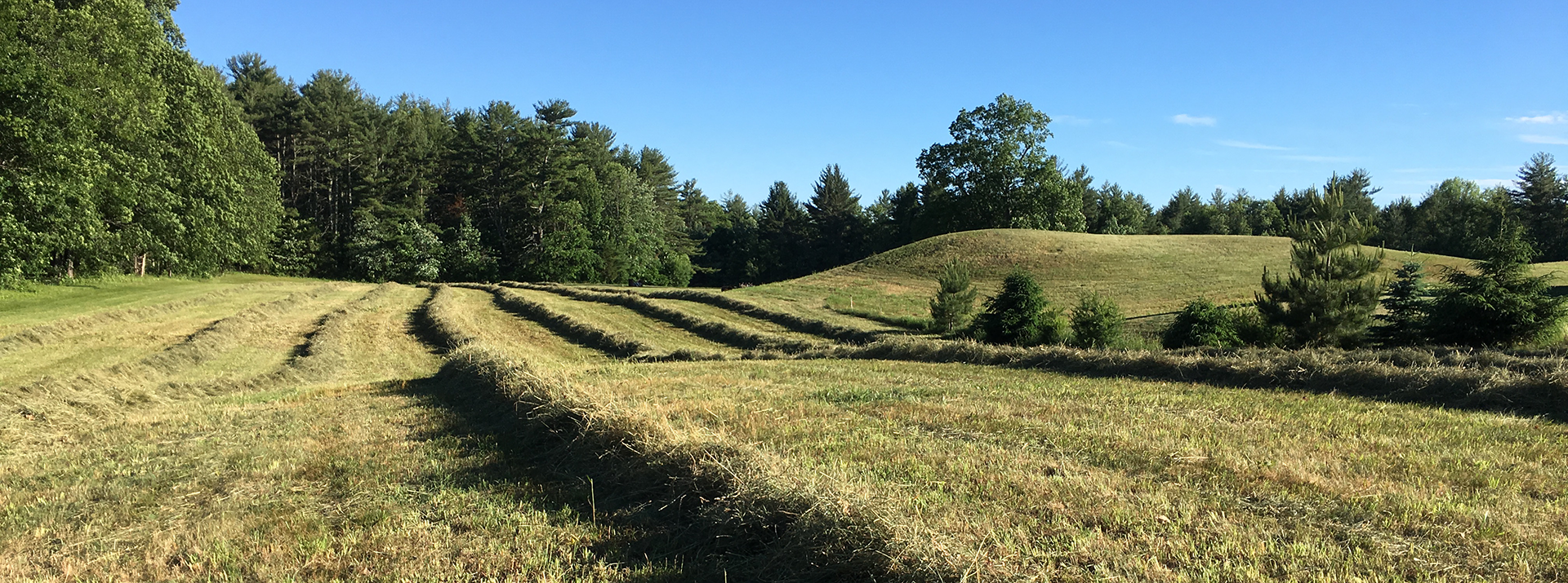 Dunham hayfield