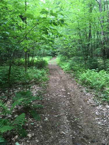 Trail lined with trees and ferns