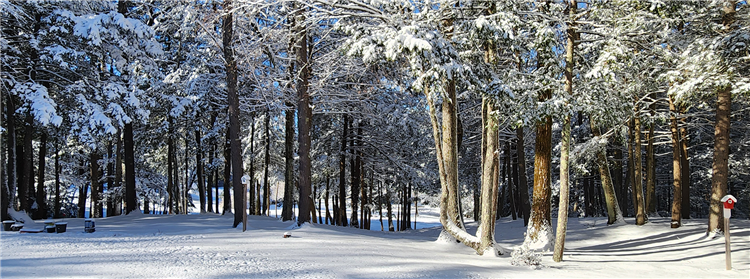 Winter - Morning Snow