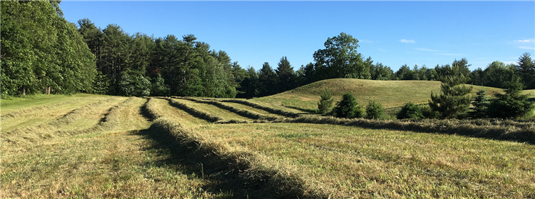 Hayfield