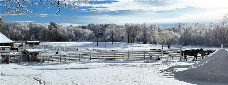 Winter at Hidden Pond Farm