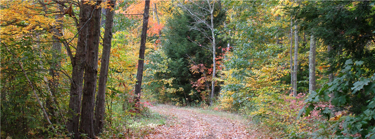 Wooded Trail