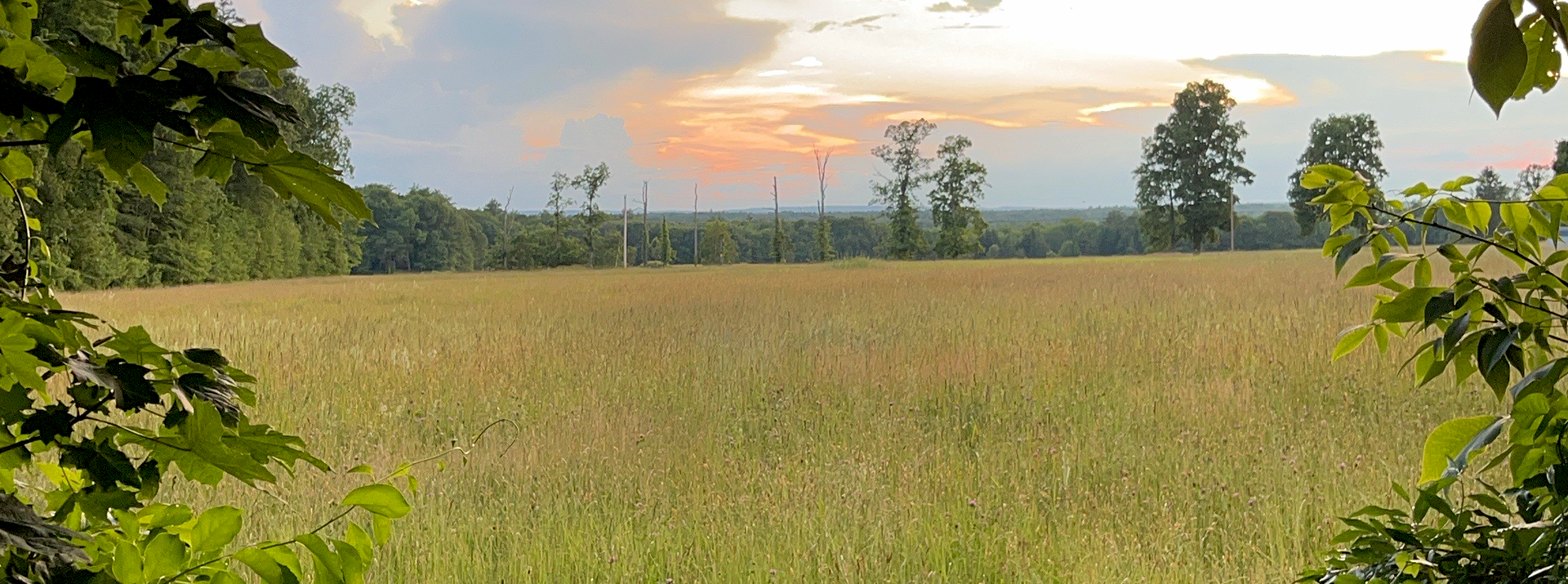 Natures Frame - South Road